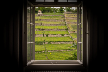 View from a window of Horneck Castle towards the vineyard opposite.