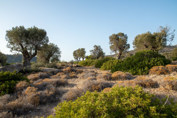 Ancient olive grove in the valley of Eleonas, an uninhabited plateau about 2.5 km from the beach of Marathonas on the island of Aegina.