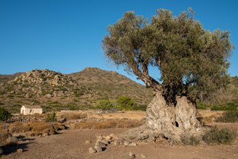 An old olive tree with a very thick trunk and, in the background, the chapel of the Holy Trinity on the eastern edge of the old olive grove on the island of Aegina in the valley of Eleonas, an uninhabited plateau about 2.5 kilometres from Marathonas beach or 1.5 kilometres from Aiginitissa.