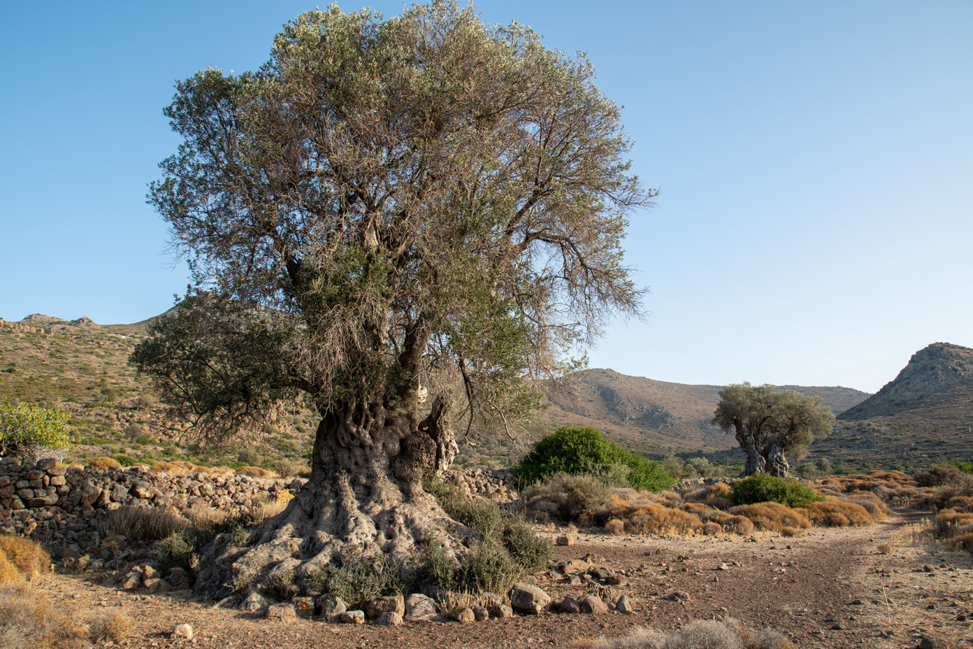 An ancient olive tree with a very thick trunk from the old olive grove in the valley of Eleonas, an uninhabited plateau about 2.5 km from the beach of Marathonas on the island of Aegina.