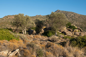 Ancient olive trees and rocks in an old olive grove on the island of Aegina in the valley of Eleonas, an uninhabited plateau about 2.5 kilometres from the beach of Marathonas or 1.5 kilometres from Aiginitissa. In the background is Mount Hellanion Oros, the highest point on Aegina at 532 metres.