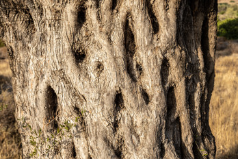 Bark of an old olive tree from the ancient olive grove in the valley of Eleonas, an uninhabited plateau about 2.5 km from the beach of Marathonas on the island of Aegina.