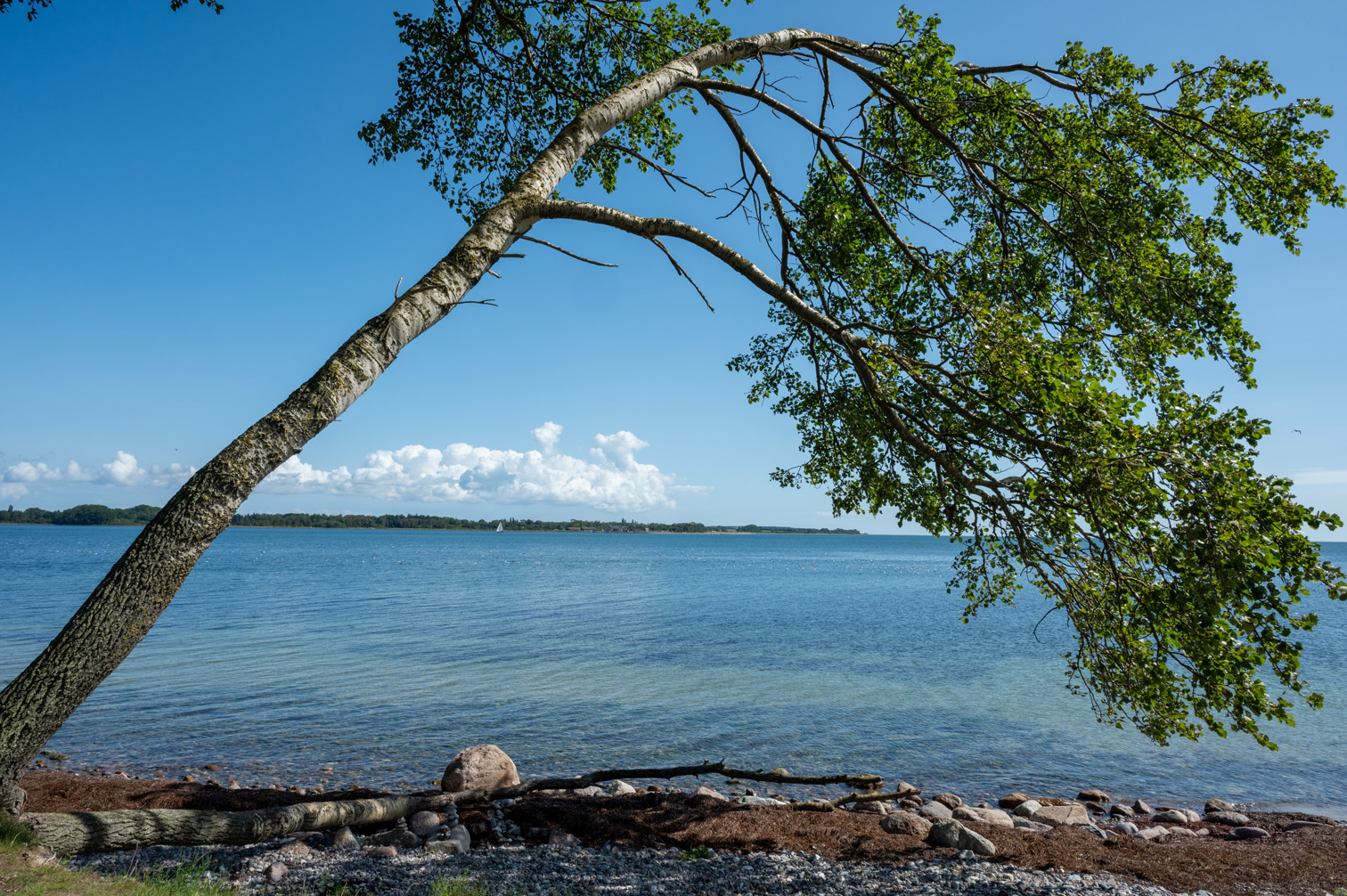 Birch tree on the Danish Baltic Sea