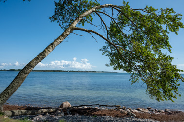 A leaning birch tree on the island of Falster. In the background the island of Møn.