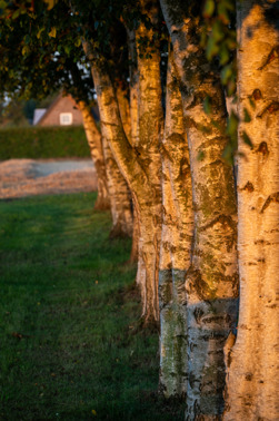 Birch trees in Denmark