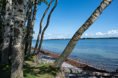 Group of birch trees on the island of Falster. The island of Møn in the background.