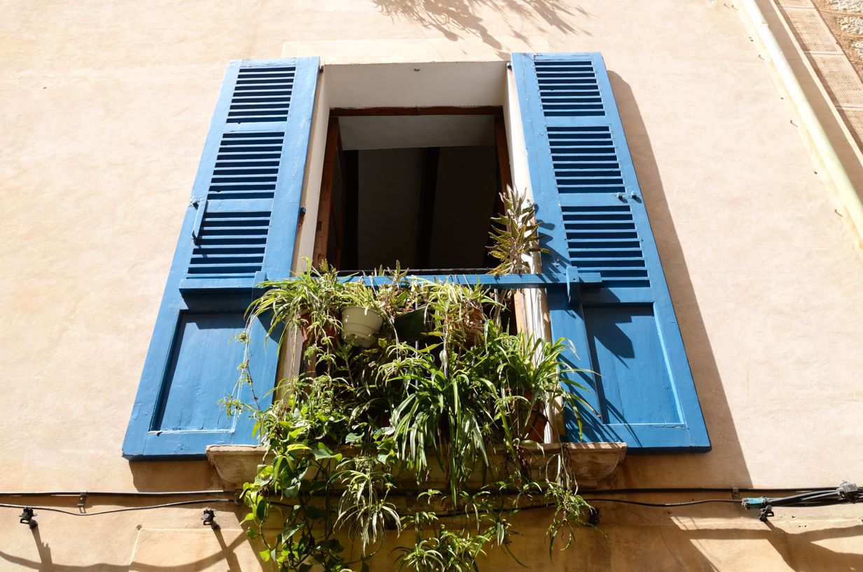 Blue shutters and flowers