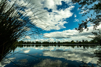 Lake with reflections of clouds in water. Sea grasses and trees.  Skyscrapers in the distance.