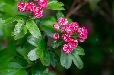 Crataegus laevigata Pauls Scarlet