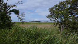 Field and clouds