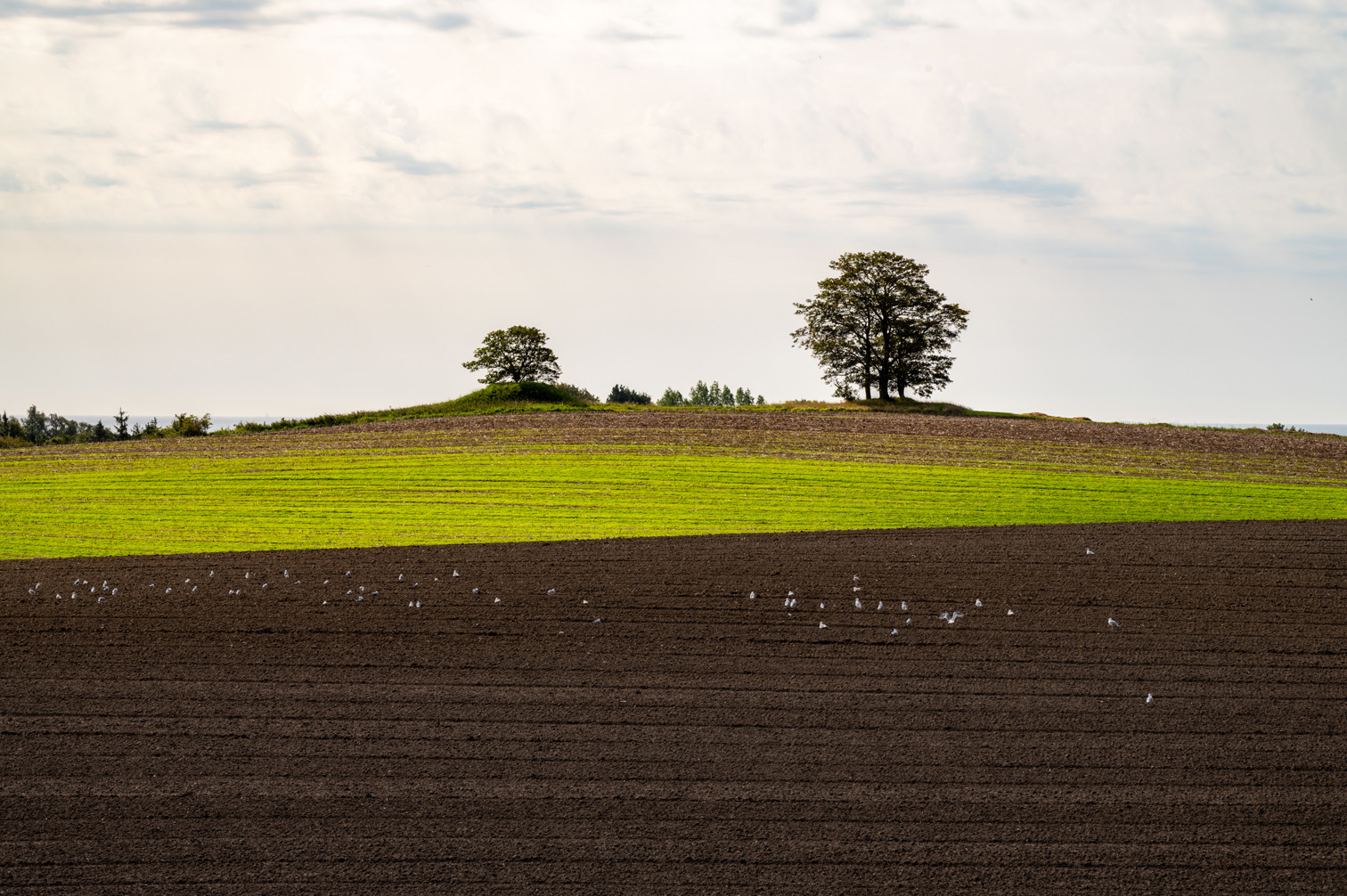 Fields on Møn island