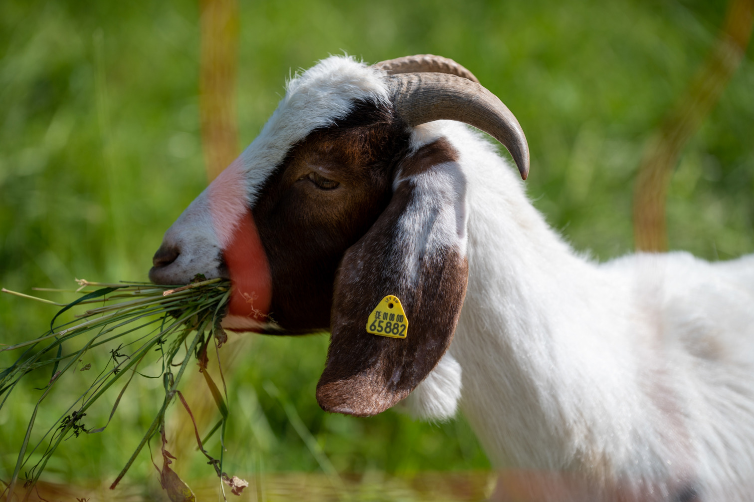 Grass-eating goat