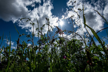 Grasses from low shooting angle against the sun with clouds and blue sky.