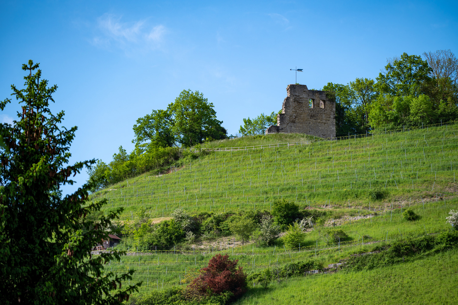 Lichteneck castle ruins above the vineyards