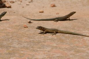 Little dragons foraging