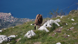 Malcesine and a goat from Mount Baldo