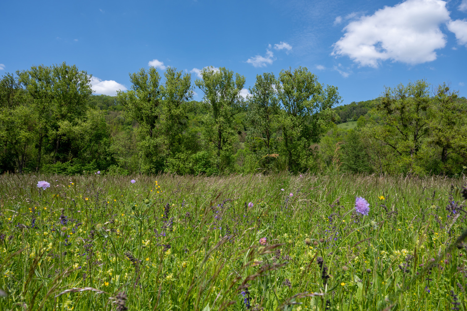 Meadow by Kocher River