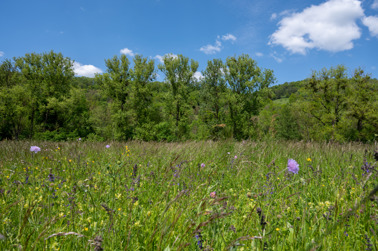 Meadow on the river Kocher near Kocherstetten (Town Künzelsau)