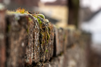 Old stone wall, overgrown with moss