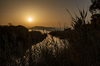 A piece of nature on the beach of Marathonas on the island of Aegina at sunset.