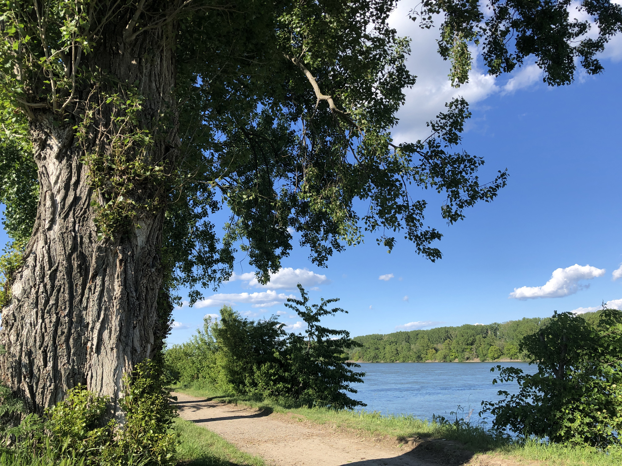 Old tree by the Rhine