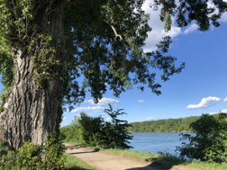 Footpath along the Rhine between Ludwigshafen and Worms