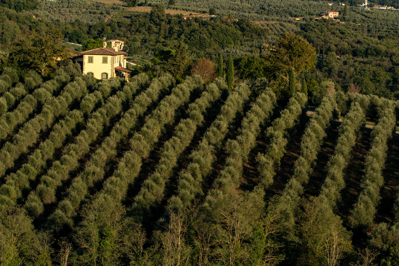 Olive Farm, Vinci, Tuscany