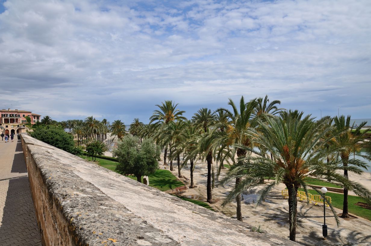 Palm trees in front of the cathedral