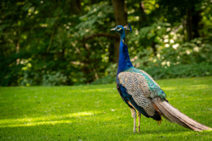 Peacock