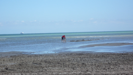 Shallow water, perfect for playing.