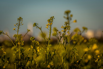 Close up of canola plants just before flowering in evening light.