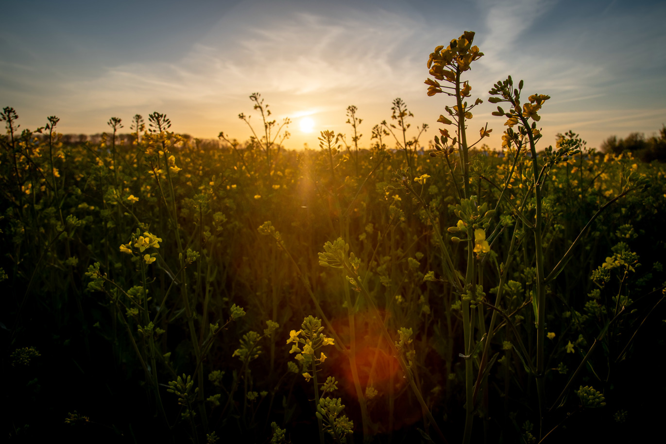 Rapeseed field in setting sun