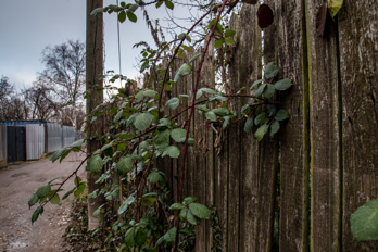 Thorn branches climb through a wooden fence