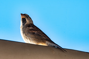 A long lens shot of a sparrow on the roof