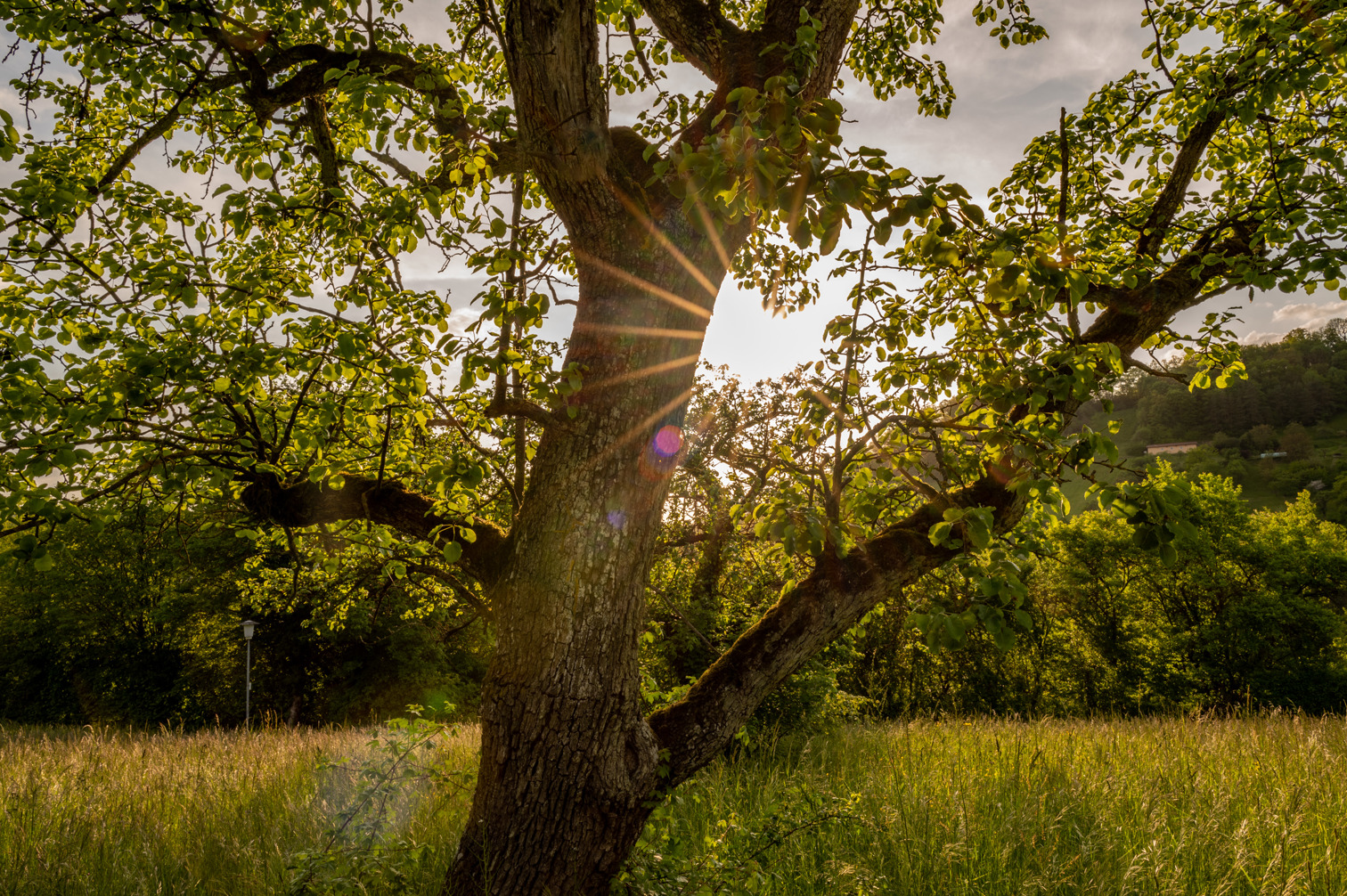 Sunset behind Tree in a meadow