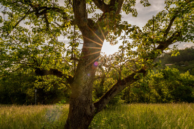 Tree in tall grass above Ingelfingen