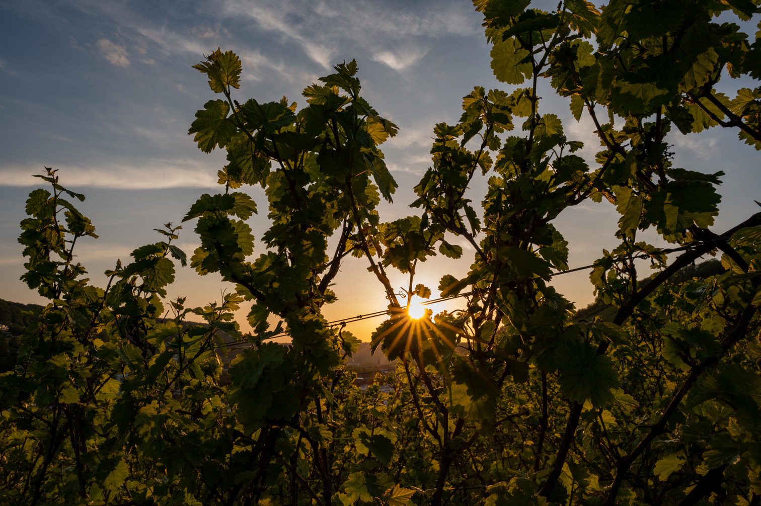 Sunset behind vines