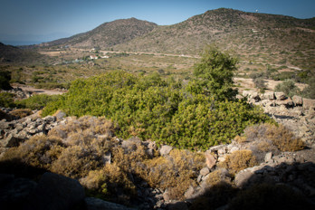 Hidden under bushes are the remains of the temple of Zeus Hellanios on the island of Aegina. The valley of Eleonas can be seen in the background. It is an uninhabited plateau.