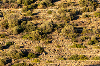 Terraced fields below the village of Pachia Rachi on the island of Aegin. View from the hiking trail that leads from Marathonas beach directly into the valley of Eleonas.