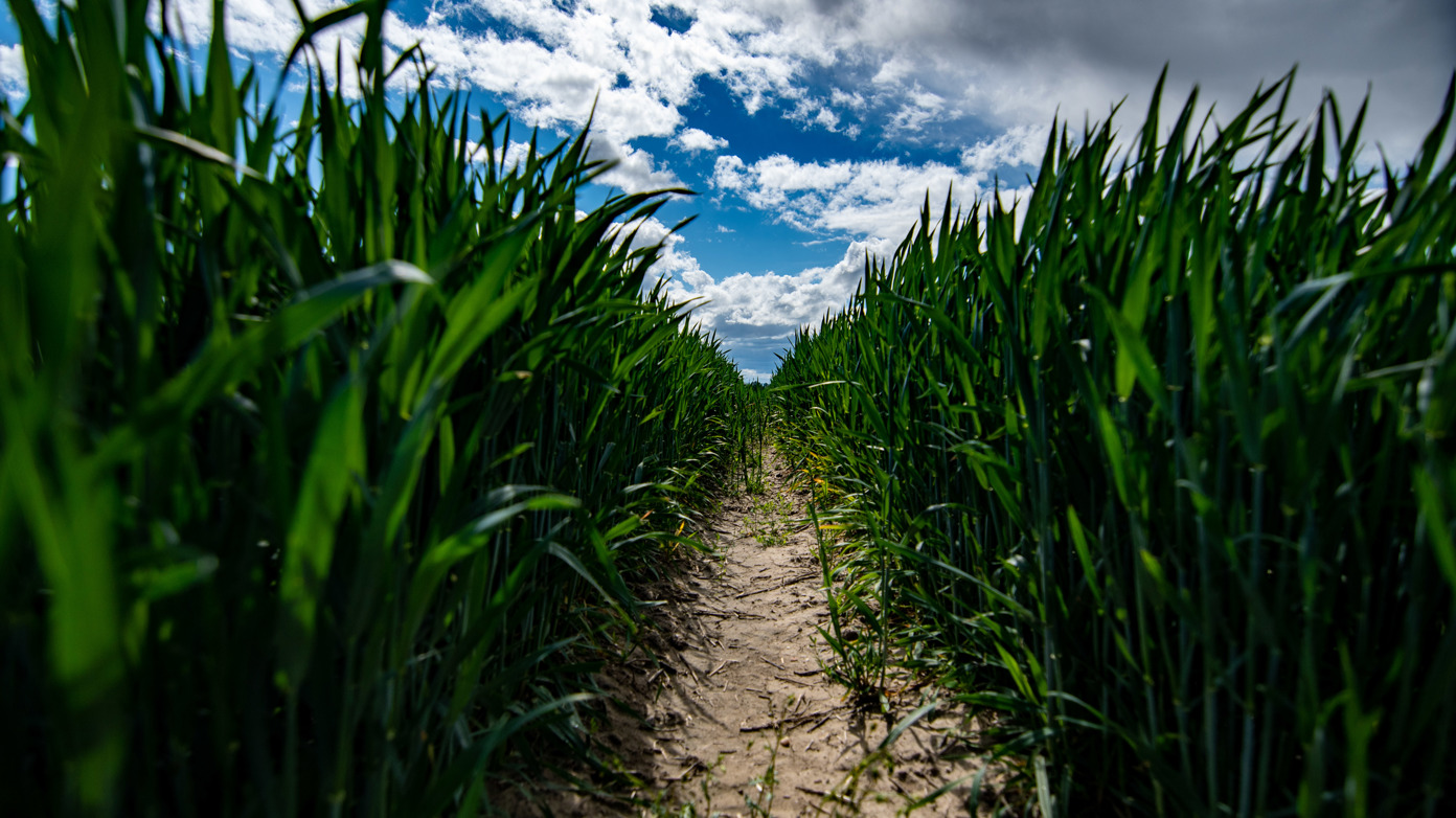 The track in the wheat field