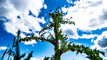 Spiny thistle from low shooting angle with clouds and blue sky.