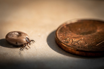 Dead tick removed from cat next to euro cent coin 