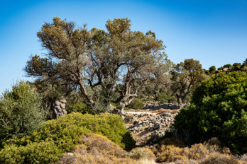 Ancient walls overgrown with bushes and tall trees at the Temple of Zeus Hellanios below Mount Hellanion Oros on the island of Aegina.