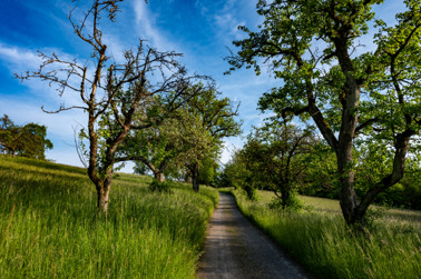 Trees near Lichteneck castle ruine