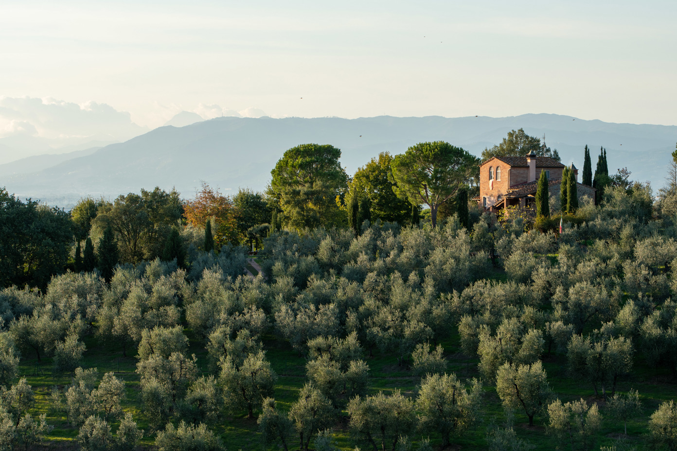 Tuscan olive grove