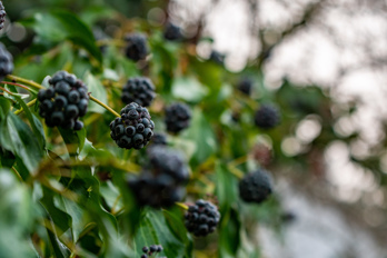 Poisonous ivy fruits.