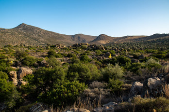 View from the west into the valley of Eleonas, an uninhabited plateau about 2.5 km from the beach of Marathonas on the island of Aegina. The valley here is covered with rocks and scree. The 532 m high mountain Hellanion Oros dominates the background. The trees of the old olive grove can be seen in the background on the right.