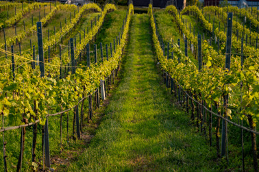 View through the vineyard into the valley