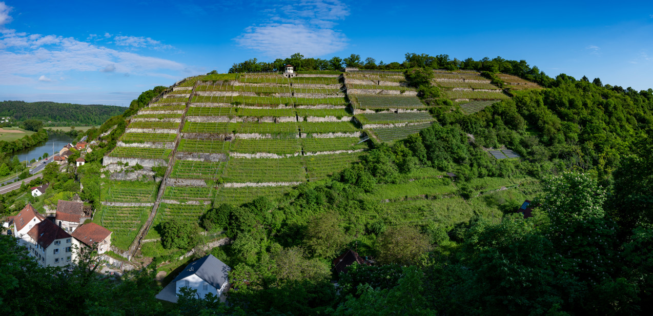 Vineyard Panorama Gundelsheim