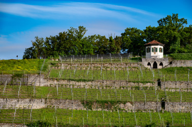 Vineyard with viewing tower in Gundelsheim